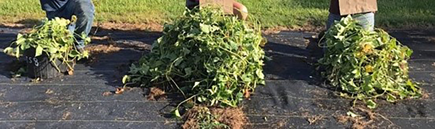 Container Grown Vegetables for Home Gardeners 